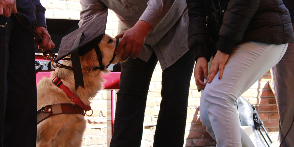 Perros Guía: Una luz en la vida de personas ciegas