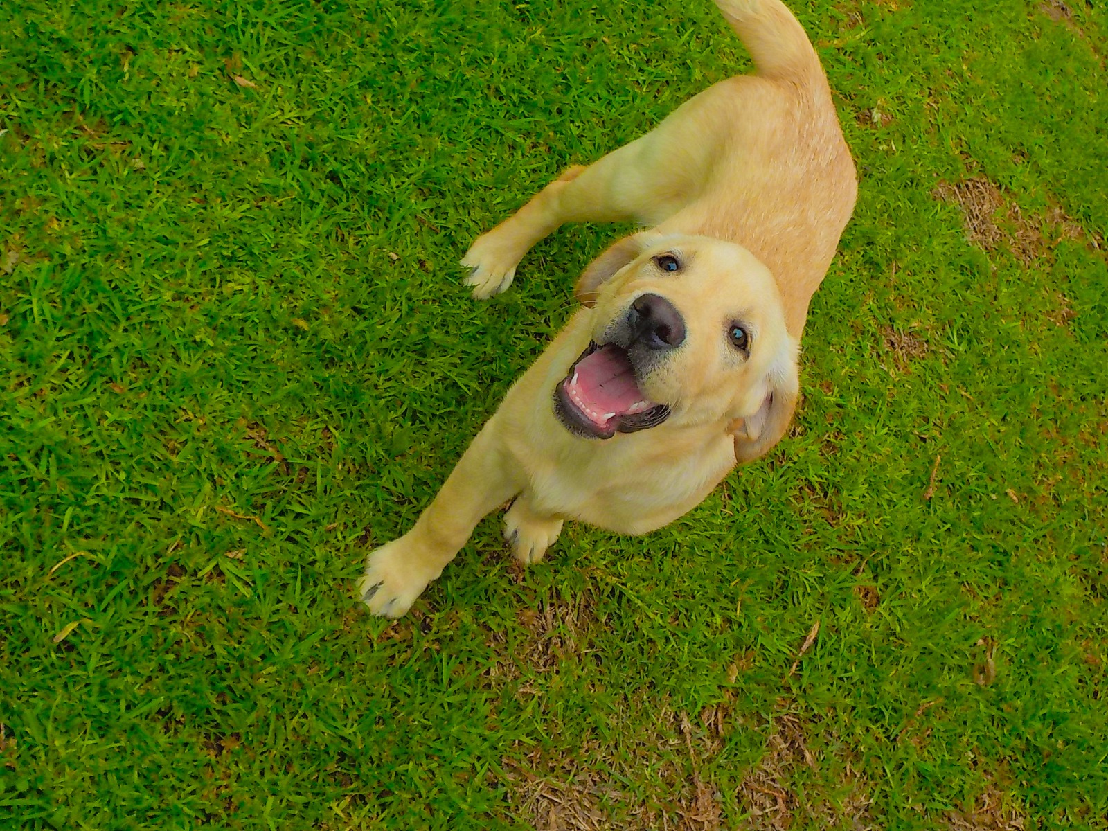 Se gradúan 4 perros guía que serán los ojos de personas ciegas