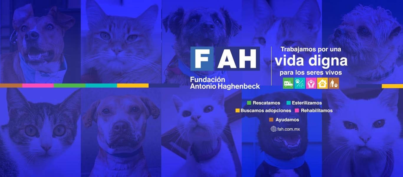 Fundación Antonio Haghenbeck: Una segunda oportunidad al amor de cuatro patas