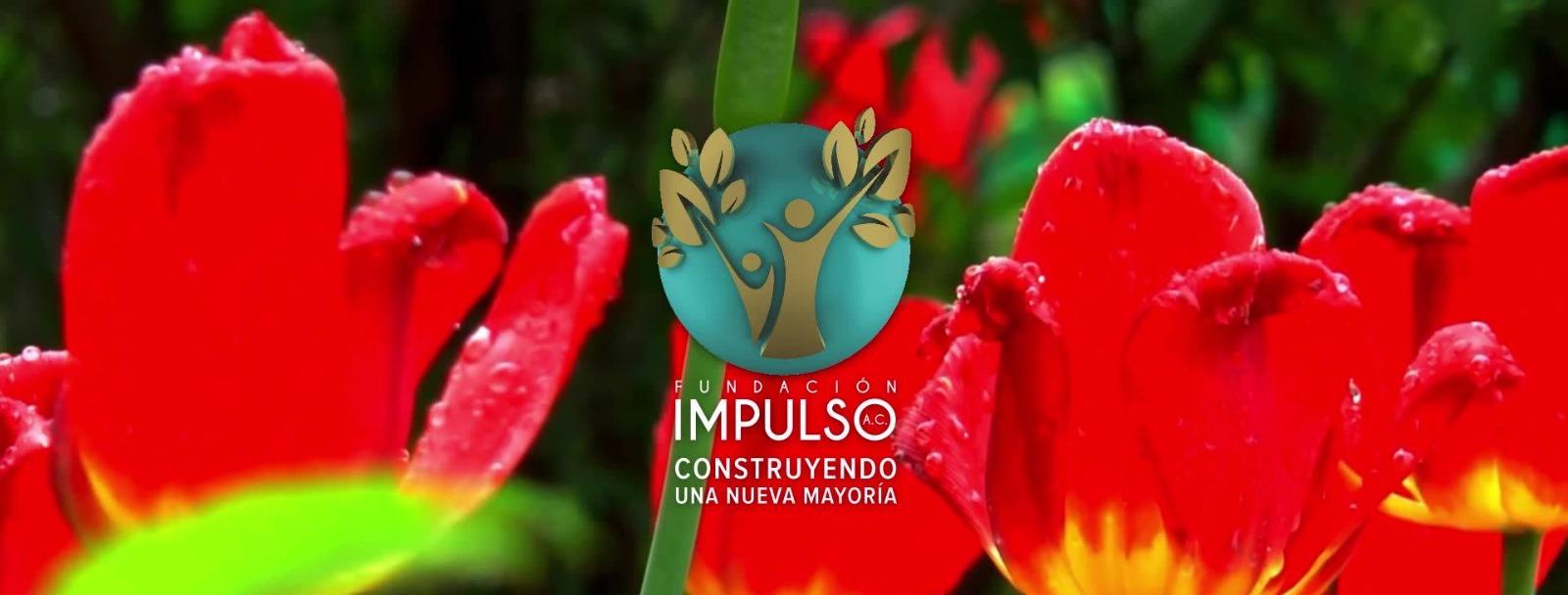 Impulso Verde: La Fundación que Transforma Comunidades