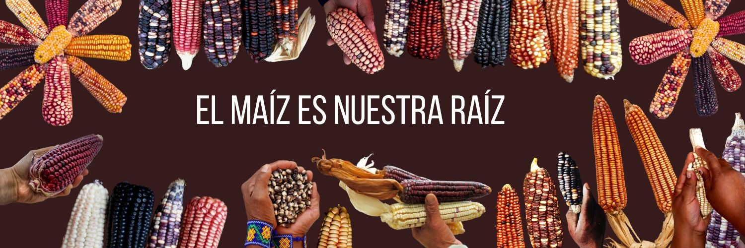 Luchan por la conservación del maíz nativo